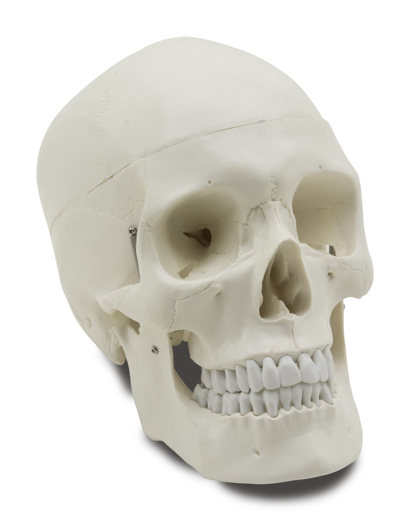 GD0102 Cráneo humano