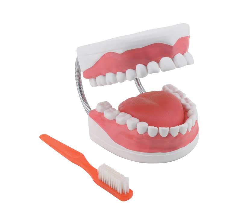 GD0312 Maqueta para la higiene dental