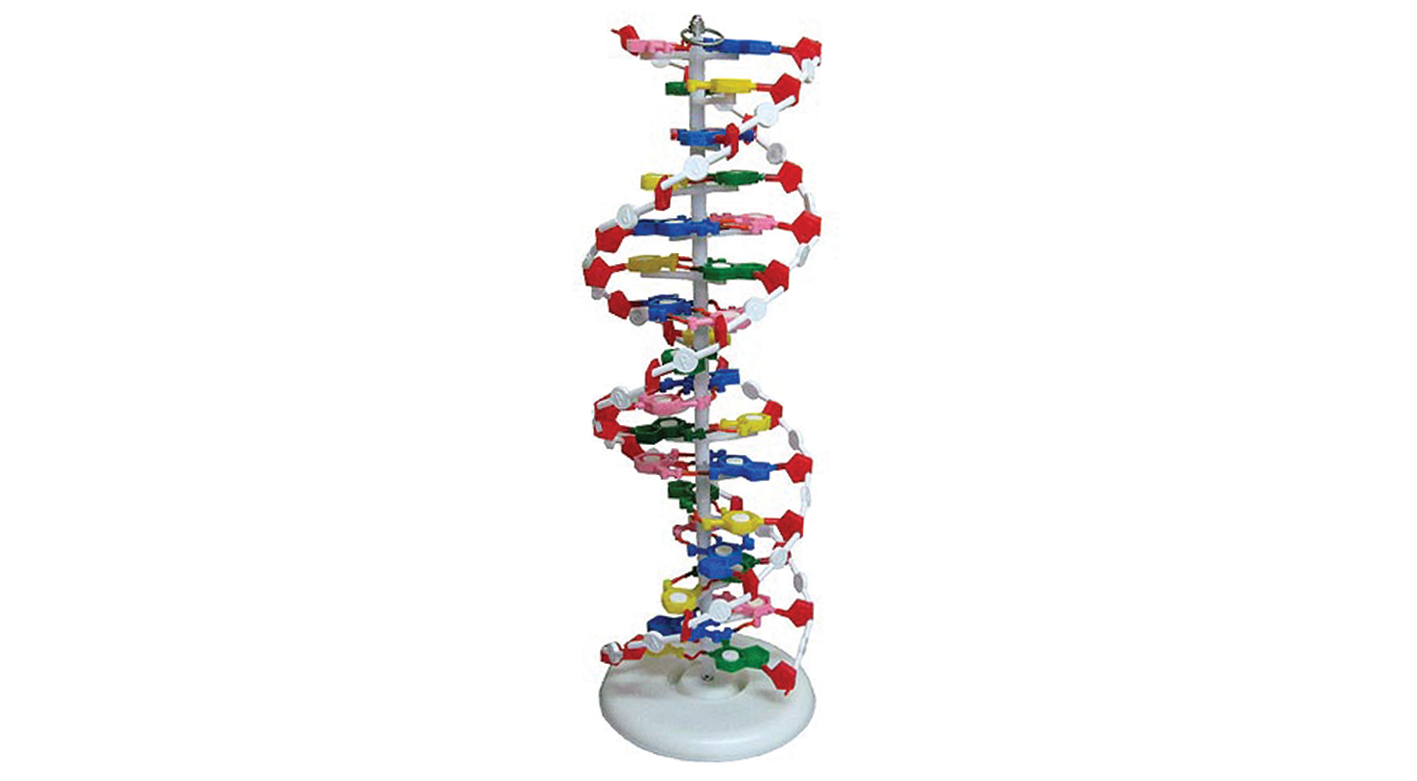 7300 Maqueta de la doble hélice del ADN (modelo económico)