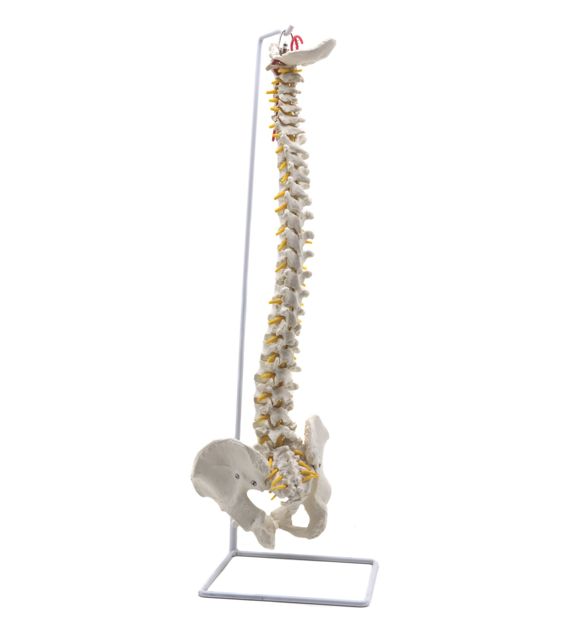 GD0141 Columna vertebral